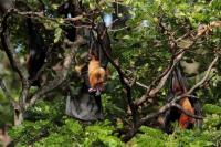 Indian flying fox