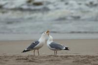 Larus argentatus