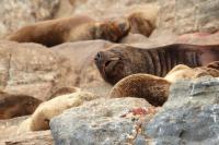 South American sea lion