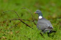 Columba palumbus