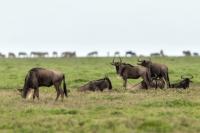 Blue wildebeest