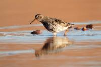 Calidris maritima