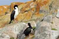 Phalacrocorax magellanicus