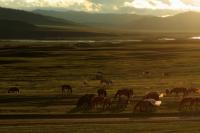 Mongolia - landscape