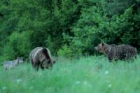 Brown bear