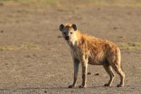 Spotted hyena