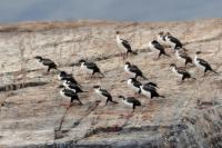 Phalacrocorax atriceps