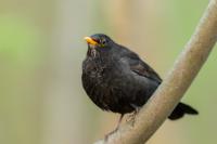 Turdus merula