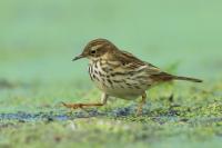 Anthus pratensis