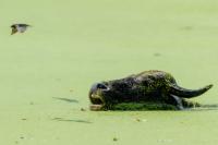 Wild water buffalo