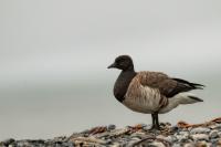 Branta bernicla