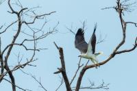 Haliaeetus leucogaster