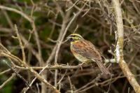 Emberiza cirlus