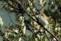 Phylloscopus bonelli