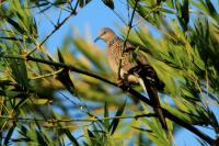 Streptopelia chinensis