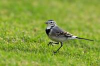 Motacilla alba