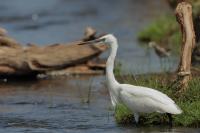 Egretta garzetta