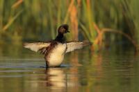 Podiceps nigricollis