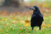 Corvus frugilegus