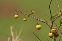 Tanzania-FLORA