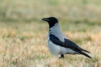 Corvus cornix