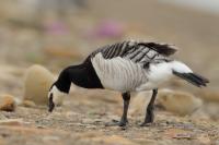 Branta leucopsis