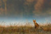 Red fox