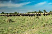 African buffalo