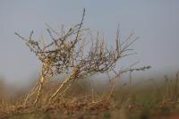 Mongolia flora