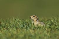 Long-tailed ground squirrel