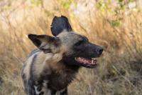 African wild dog