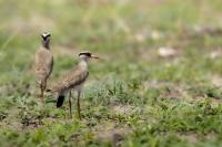 Vanellus coronatus