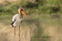 Mycteria ibis