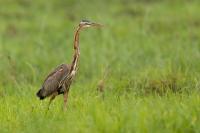 Ardea purpurea