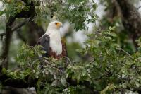 Haliaeetus vocifer