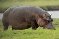 Common hippopotamus