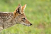 Black-backed jackal