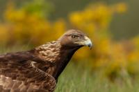 Aquila chrysaetos