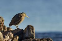 Egypt FAUNA