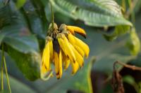 ECUADOR -FLOWERS