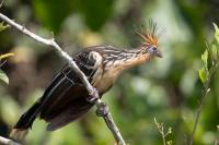 ECUADOR-FAUNA