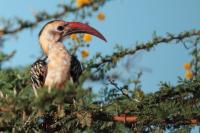 Tockus erythrorhynchus