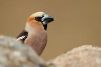 Coccothraustes coccothraustes