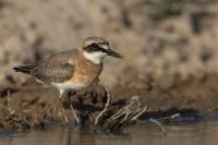 Charadrius leschenaultii