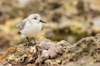 Calidris alba