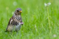 Turdus pilaris