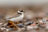 Charadrius hiaticula