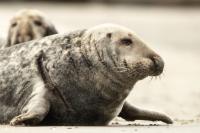 Grey seal