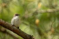 Ficedula hypoleuca