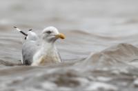 Larus argentatus